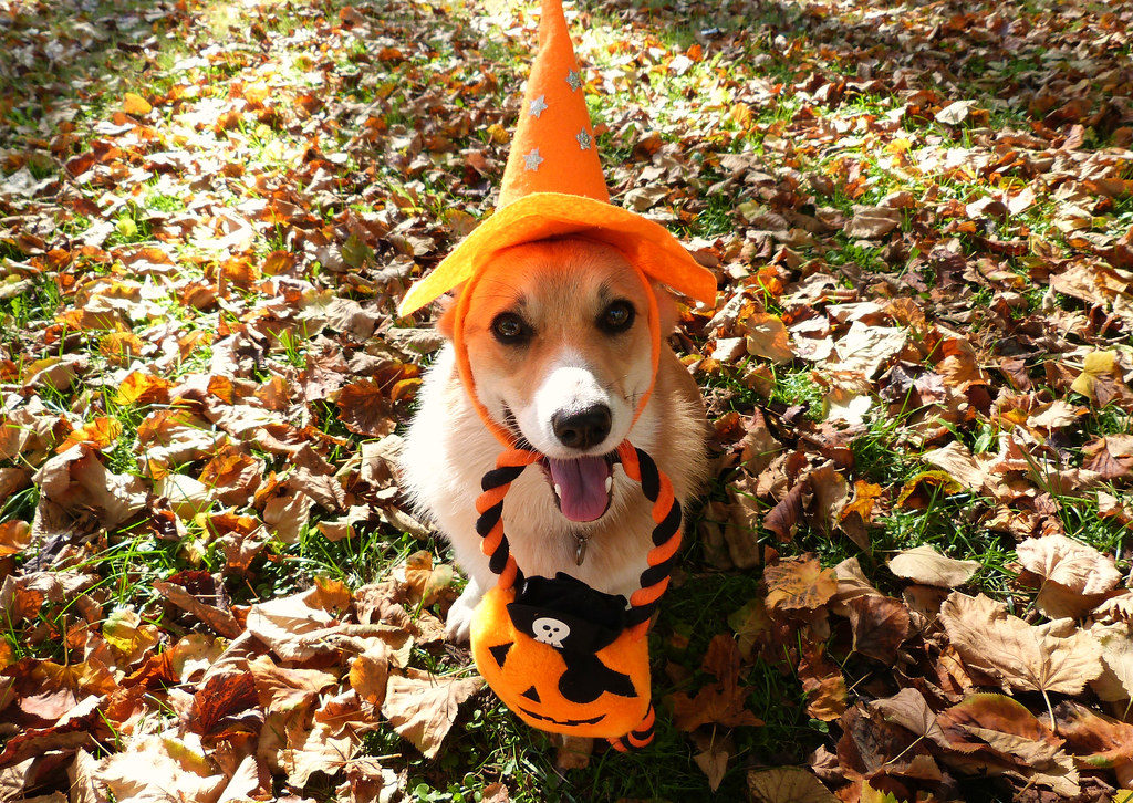 how to keep pets safe during Halloween