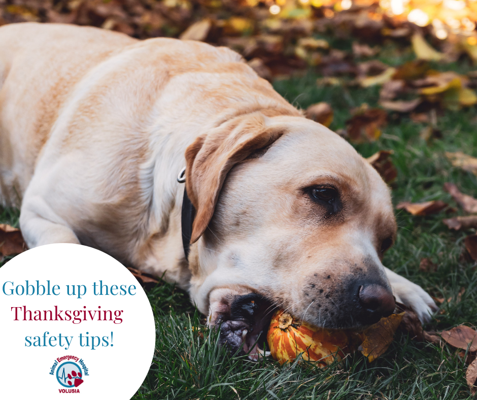 How to keep pets safe at Thanksgiving