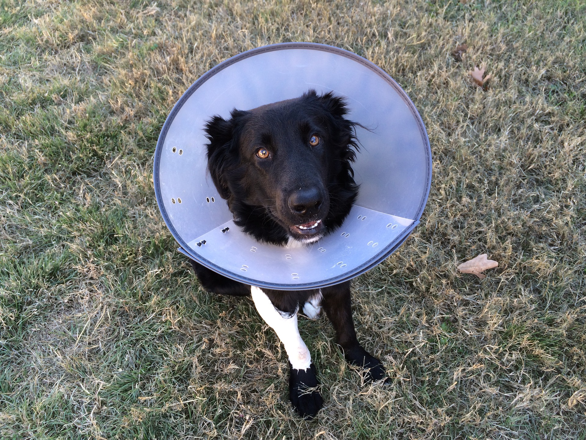 dog surgery cone of shame
