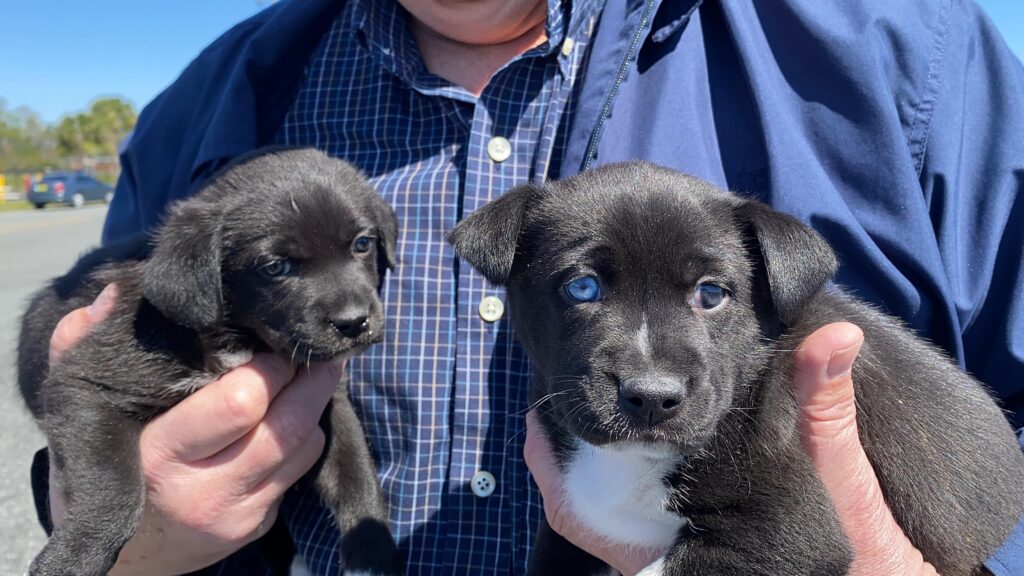 Puppies PilotsNPaws rescue
