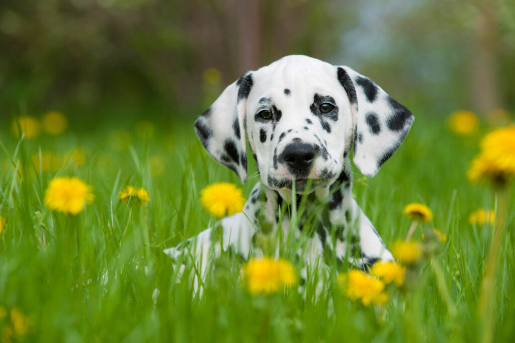 dalmation puppy in field of flowers