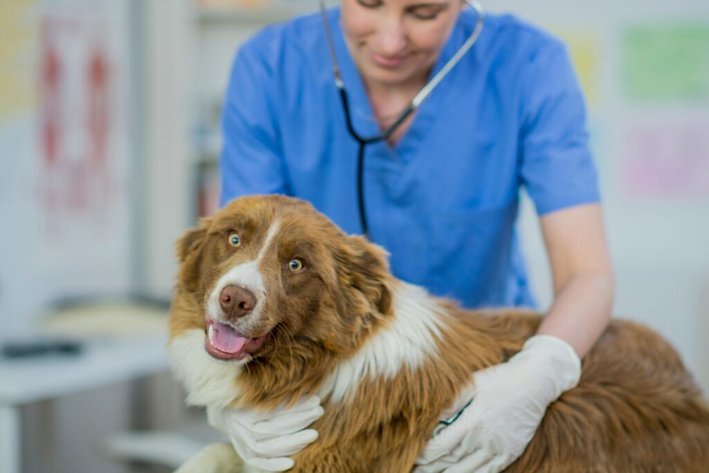 brown and white being checked by veterinarian