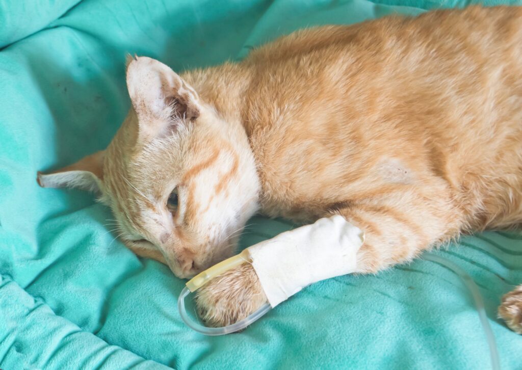 orange cat laying on blue blanket with IV fluid therapy in leg