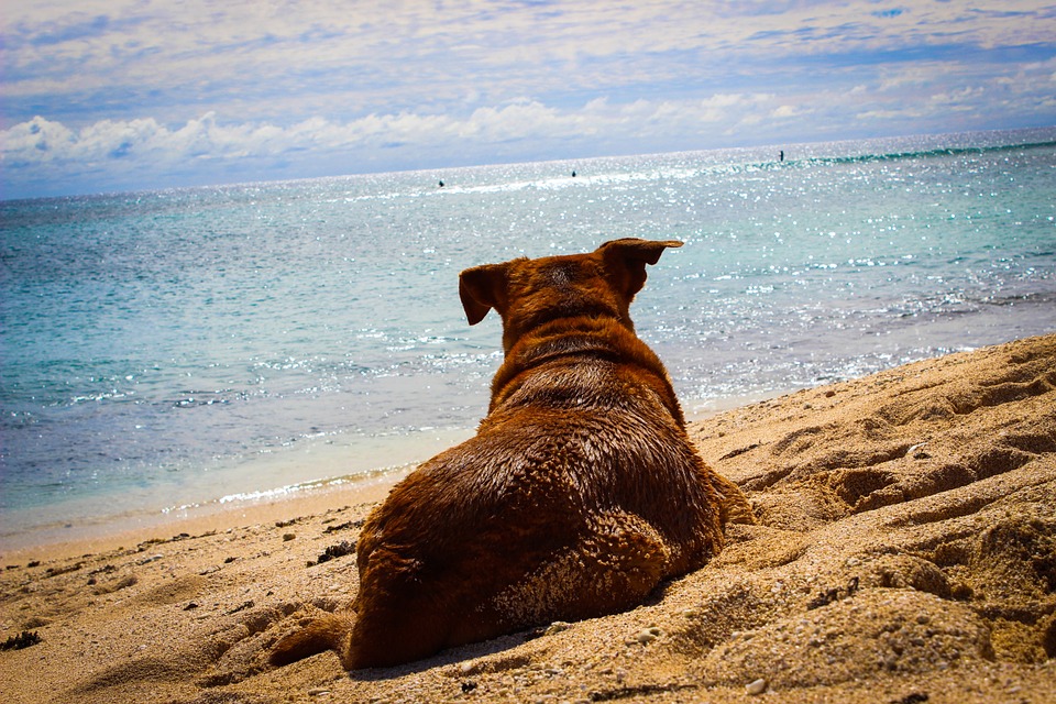 dog laying on beach looking at the water