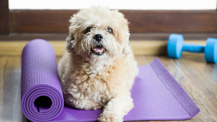 cream colored small dog laying on purple yoga mat