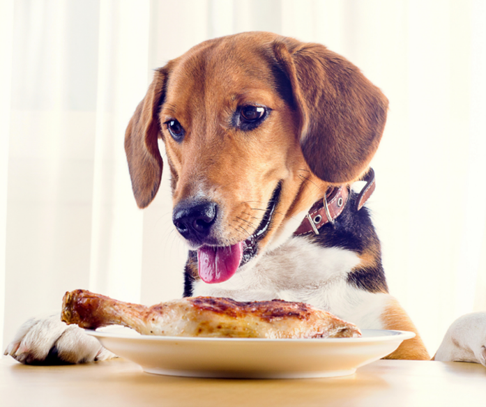 beagle looking at chicken leg on plate