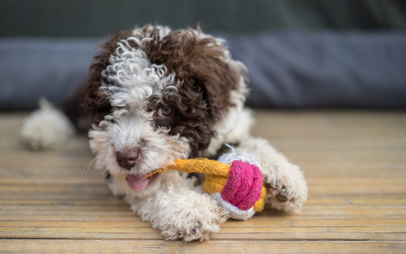 Dog with pink and orange toy
