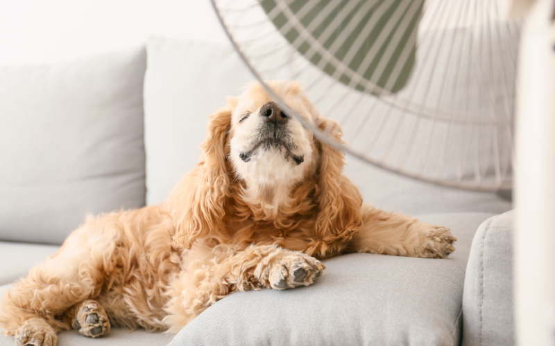 dog laying on the couch in front of a fan