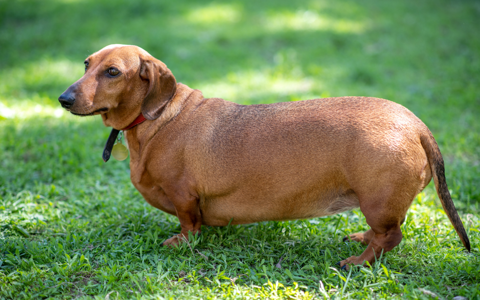 overweight dachshund