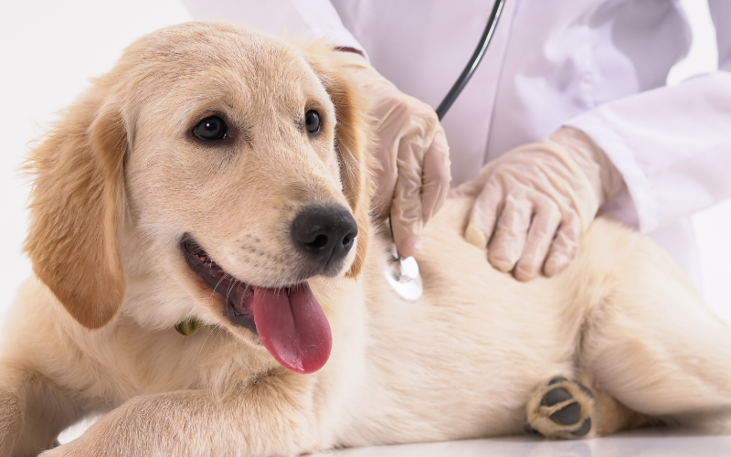 golden retriever getting heart checked by veterinarian using stethoscope