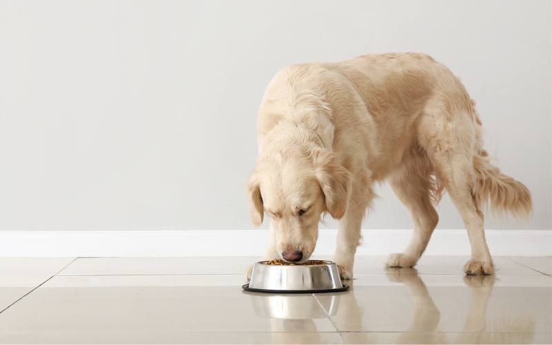 golden retriever eating from a bowl of food on the floor