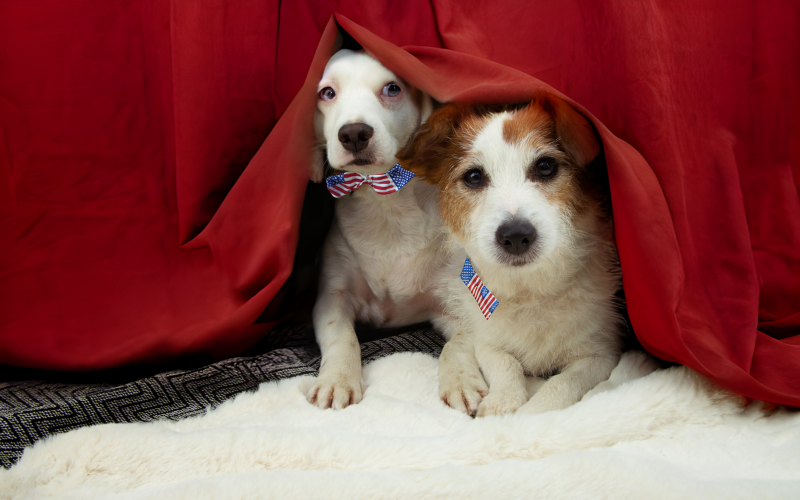two dogs hiding under a blanket