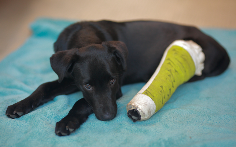 black lab with green cast on leg