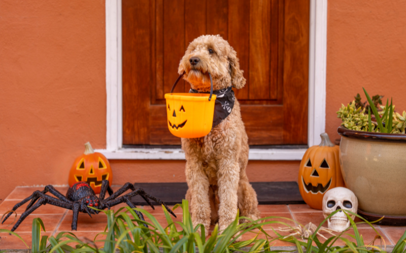 goldendoodle dog holding pumpkin trick or treat bucket outside front door