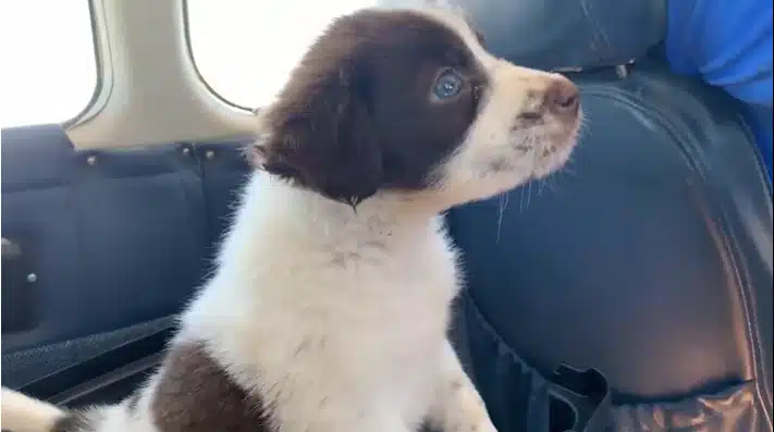 AEHV is Thankful for Our Nonprofit and Animal Shelter Partners