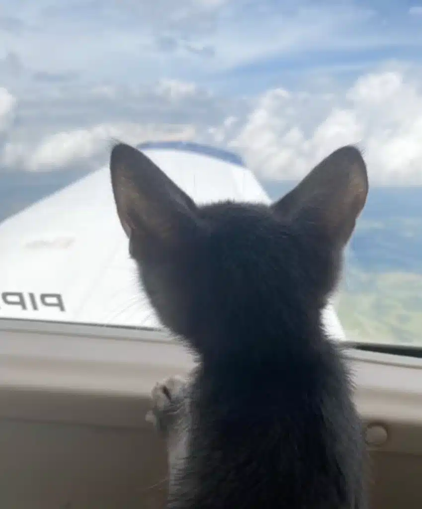 AEHV Sponsors Mission To Rescue Kittens From A High-Kill Shelter