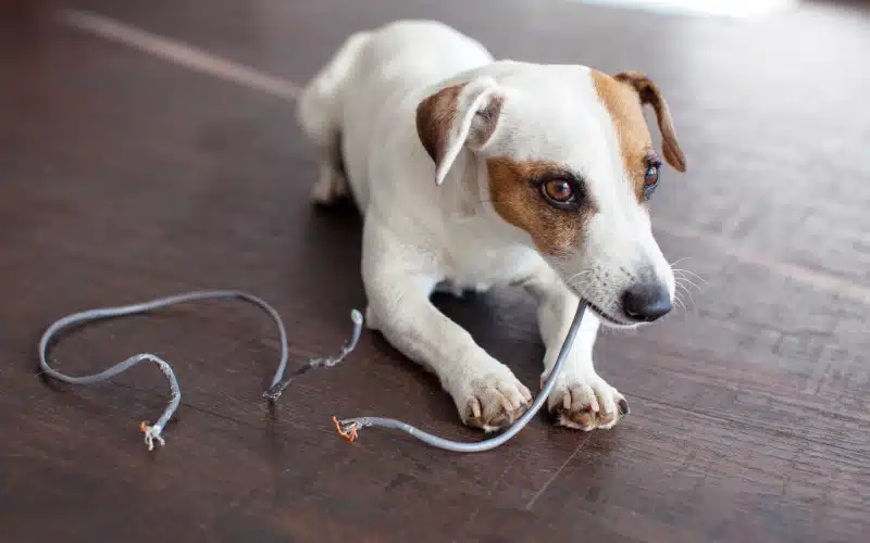 Common Household Hazards Leading to Emergency Vet Visits