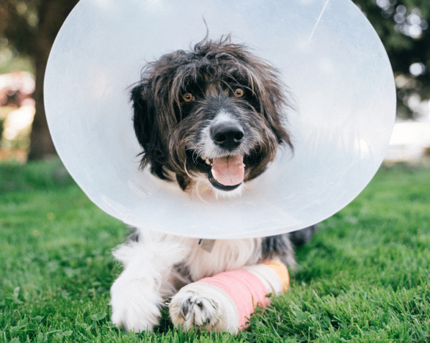 Common Orthopedic Injuries in Dogs