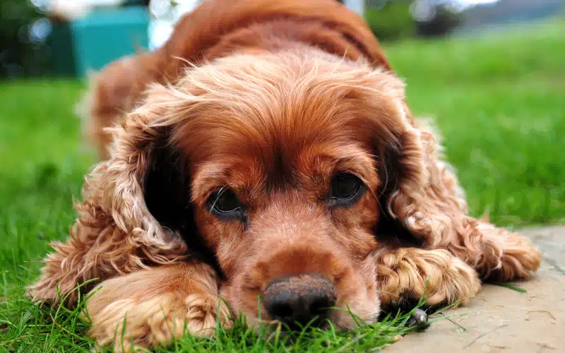 Ear Infections 101: What Pet Parents Should Know