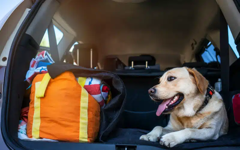 Emergency Preparedness for Pet Owners: A Comprehensive Guide