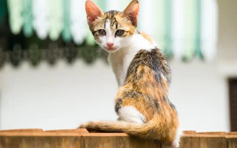 Feline Diabetes: Symptoms, Diagnosis, and Caring for Your Diabetic Cat