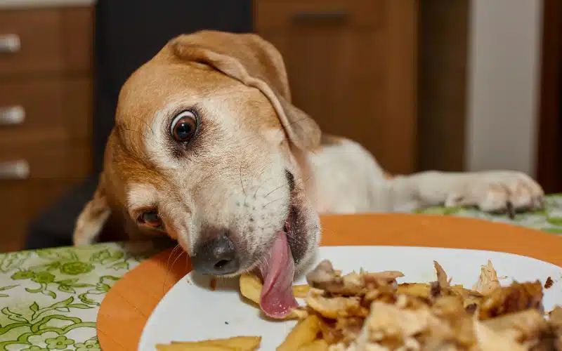 From Food to Decorations: Top Thanksgiving Hazards for Pets