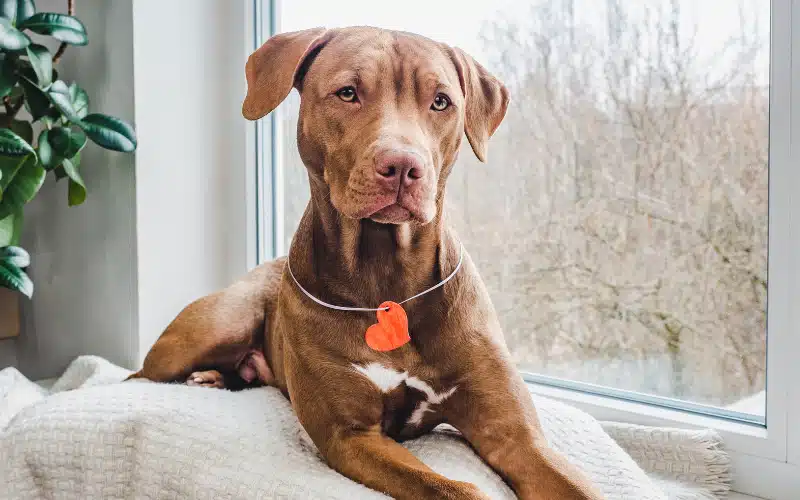 Heart of Gold: Common Heart Issues in Dogs