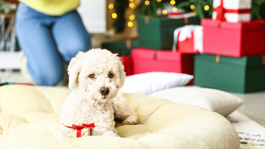 Holiday Pet Health and Safety Tips