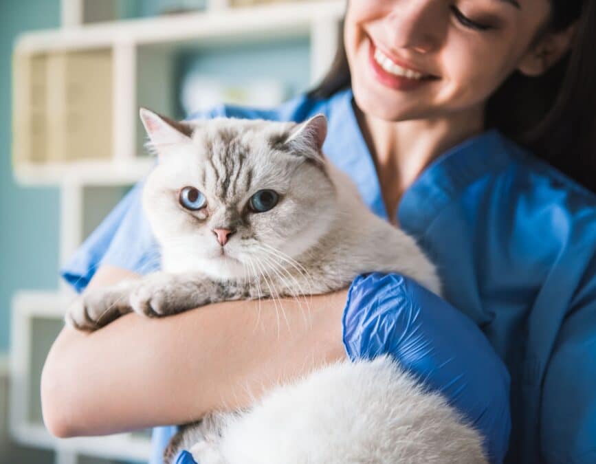 How Does a Veterinary Technician Help Your Pet
