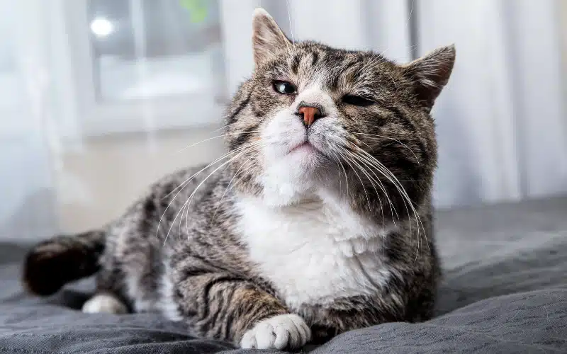 Is Your Senior Pet in Pain?