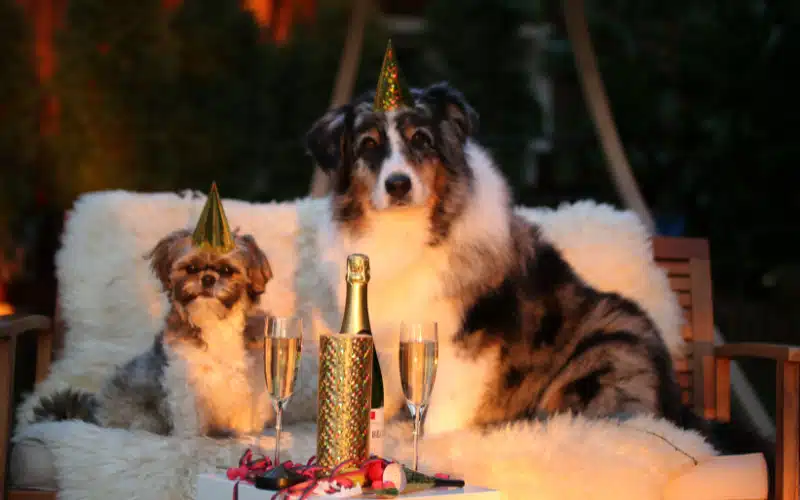 Keeping Pets Safe and Stress-Free on NYE: Tips for a Peaceful Celebration