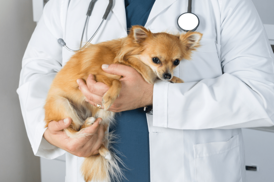 Know Before You Go: What to Expect When Visiting AEHV’s Emergency Room