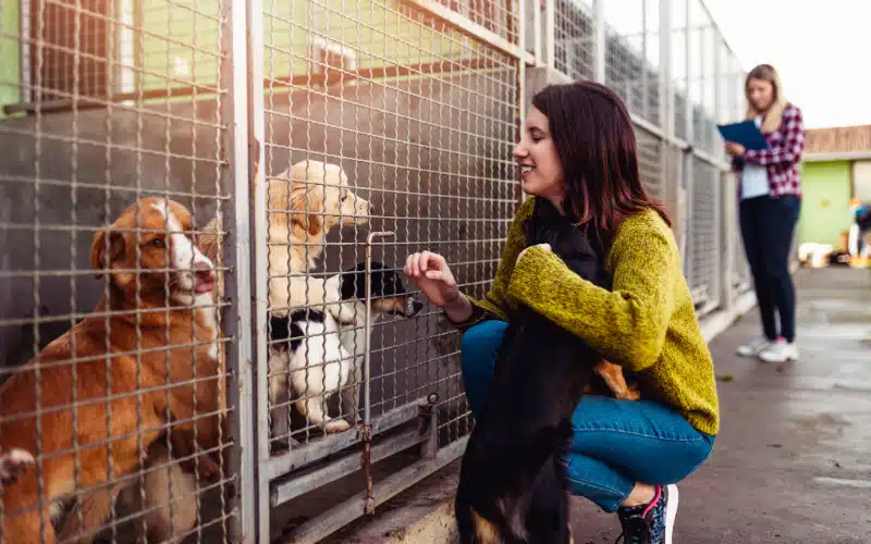 Looking for a New Pup? You’ve Got Options – Rescue, Adopt, Purchase…