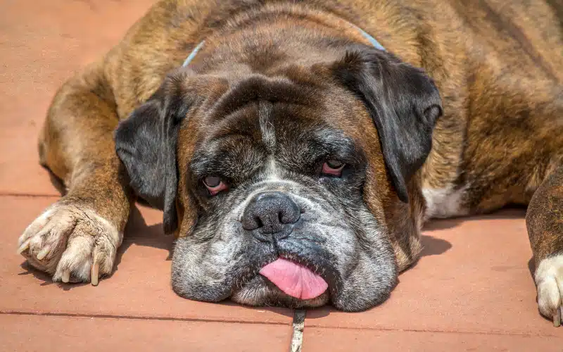 Pot and Pets: What Pet Owners Need to Know About Marijuana Toxicity