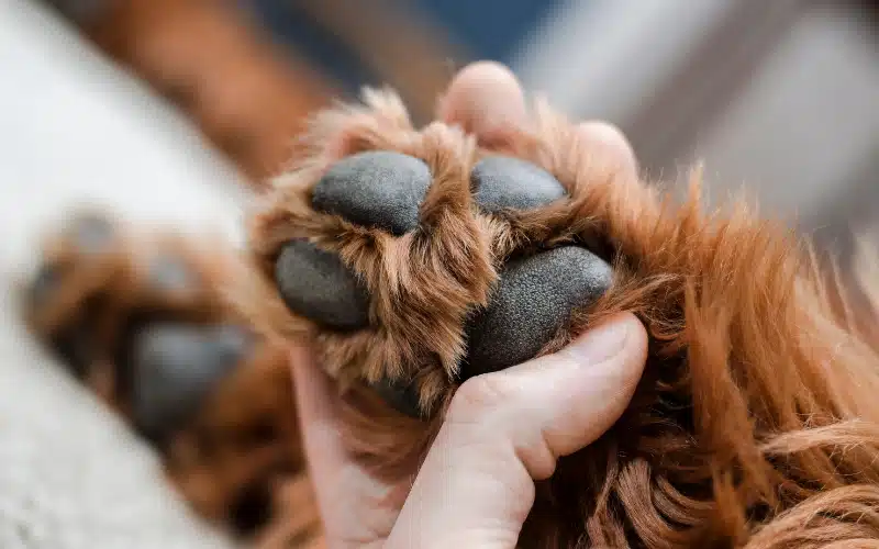 Protecting Your Pet’s Paws: A Guide to Preventing and Handling Burns