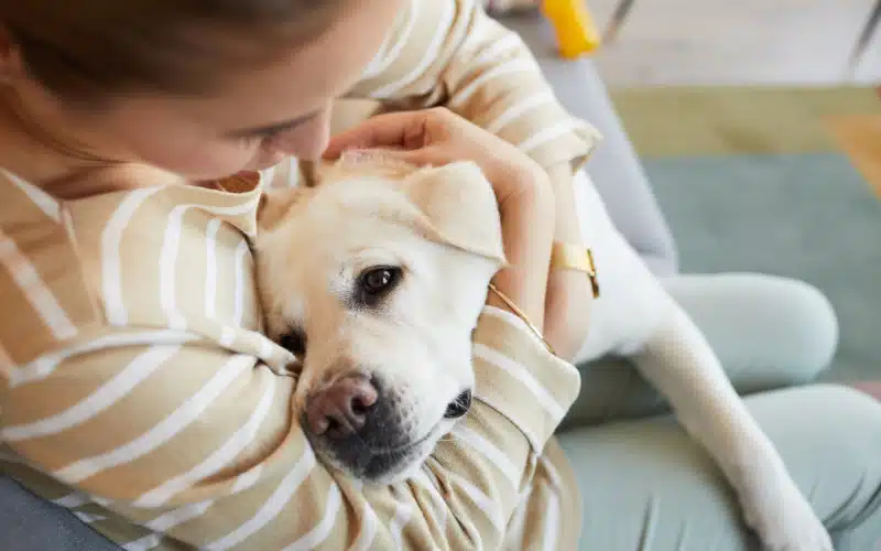 Pyometra Surgery: Understanding the Severity of a Uterine Infection in Un-Spayed Female Pets