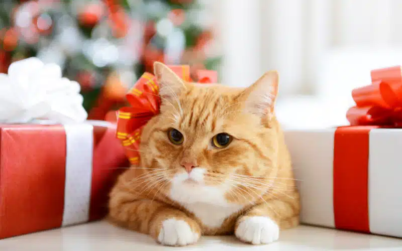 Santa Paws and Kitty Klaus: Your Holiday Gift List for Pets