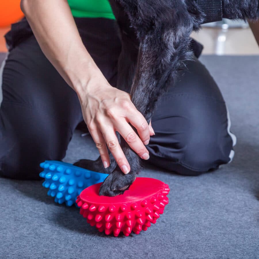 The Role of Rehabilitation in Your Pet’s Recovery Process