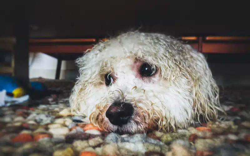 Weathering the Storm: A Guide to Calming Your Pet’s Thunderstorm Anxiety