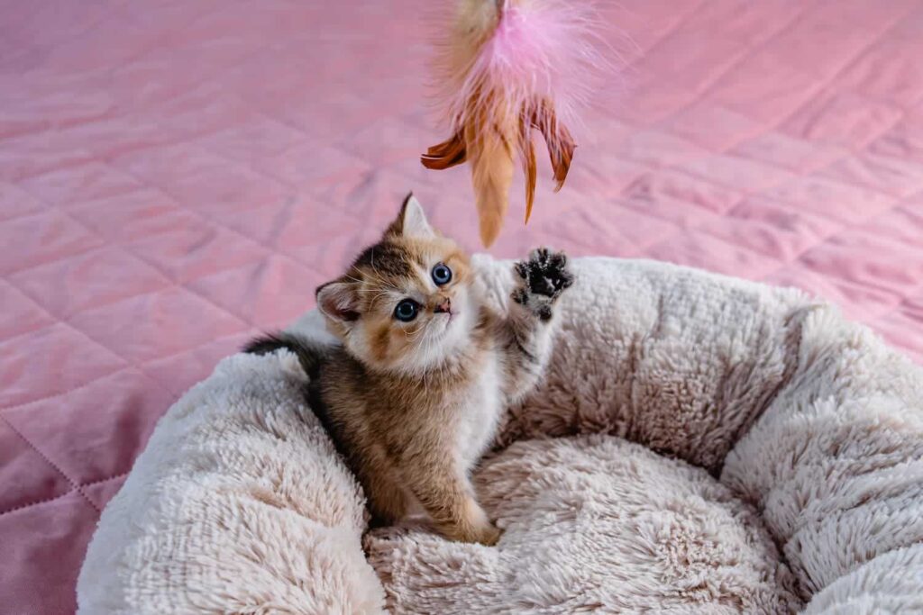 A brown and white kitten sits in a fluffy pet bed, reaching up with its paw toward a feather toy hanging above it.
