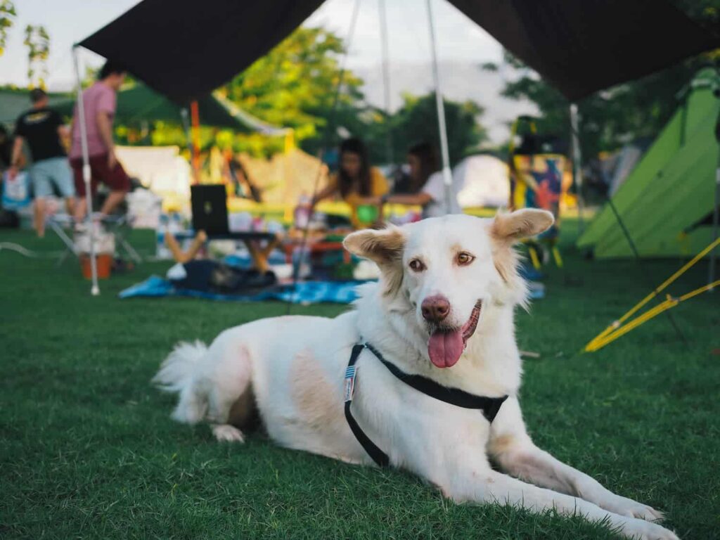A white dog with a harness lies on grass, tongue out, with people and tents in the background at an outdoor campsite.
