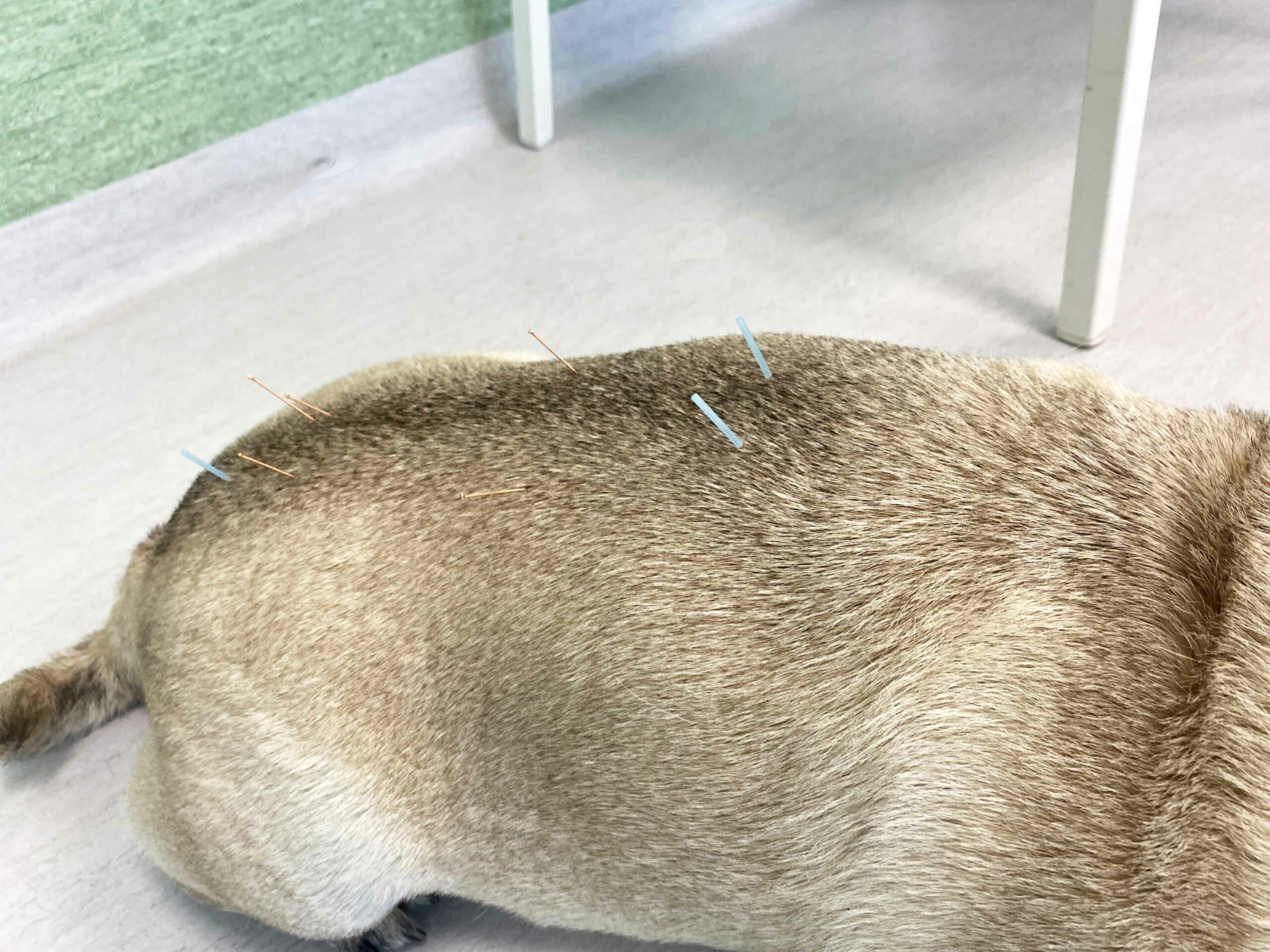 Advanced Rehabilitation Treatments for Dogs & Cats