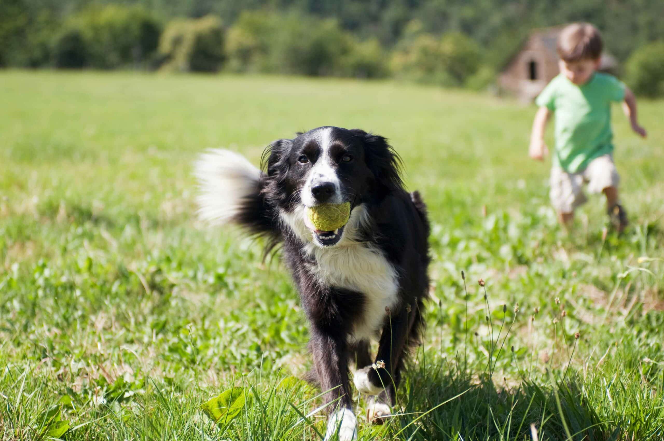 Conditions Treated with K-Laser Therapy