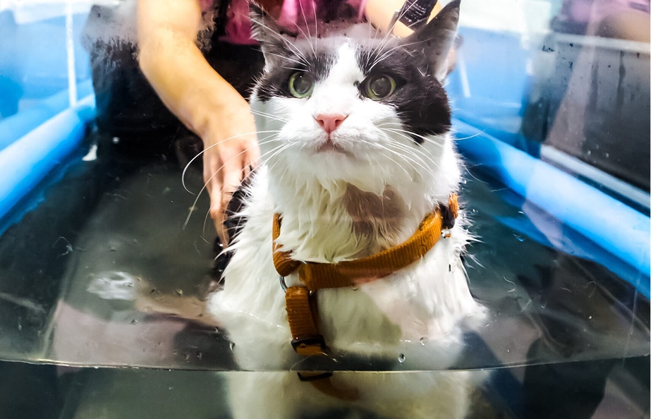 Key Benefits of Pet Rehabilitation