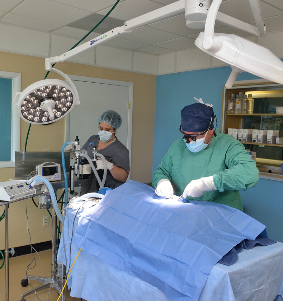 Veterinary Surgery Services in Ormond Beach, FL
