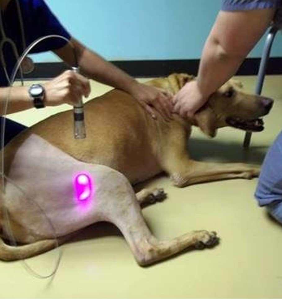 Pain Management for Pets in Ormond Beach, FL
