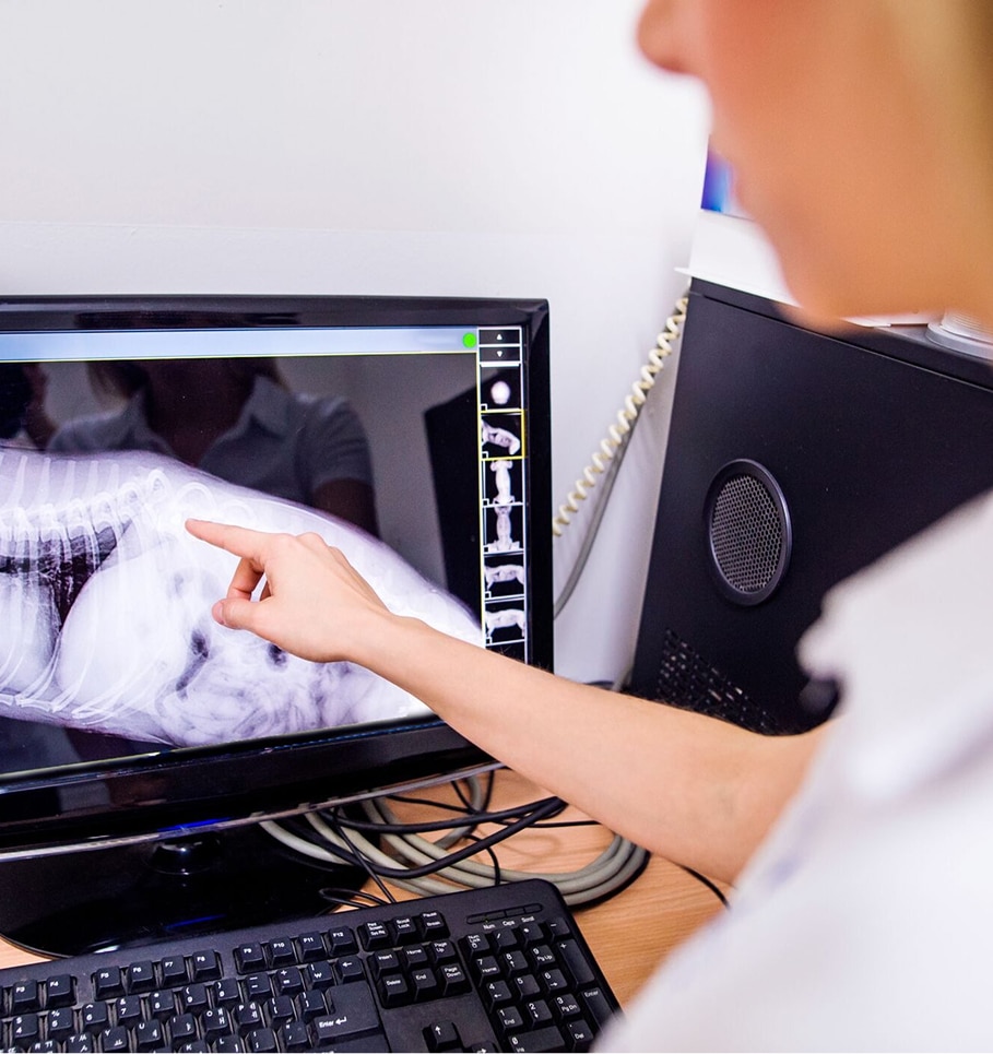 Advanced Diagnostics & Imaging for Pets in Ormond Beach, FL