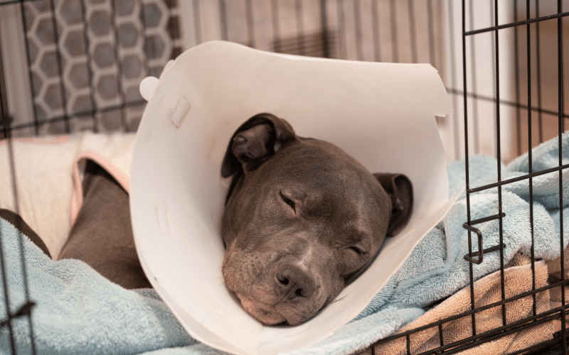 Recovering from Surgery: Tips & Best Practices for Pet Owners