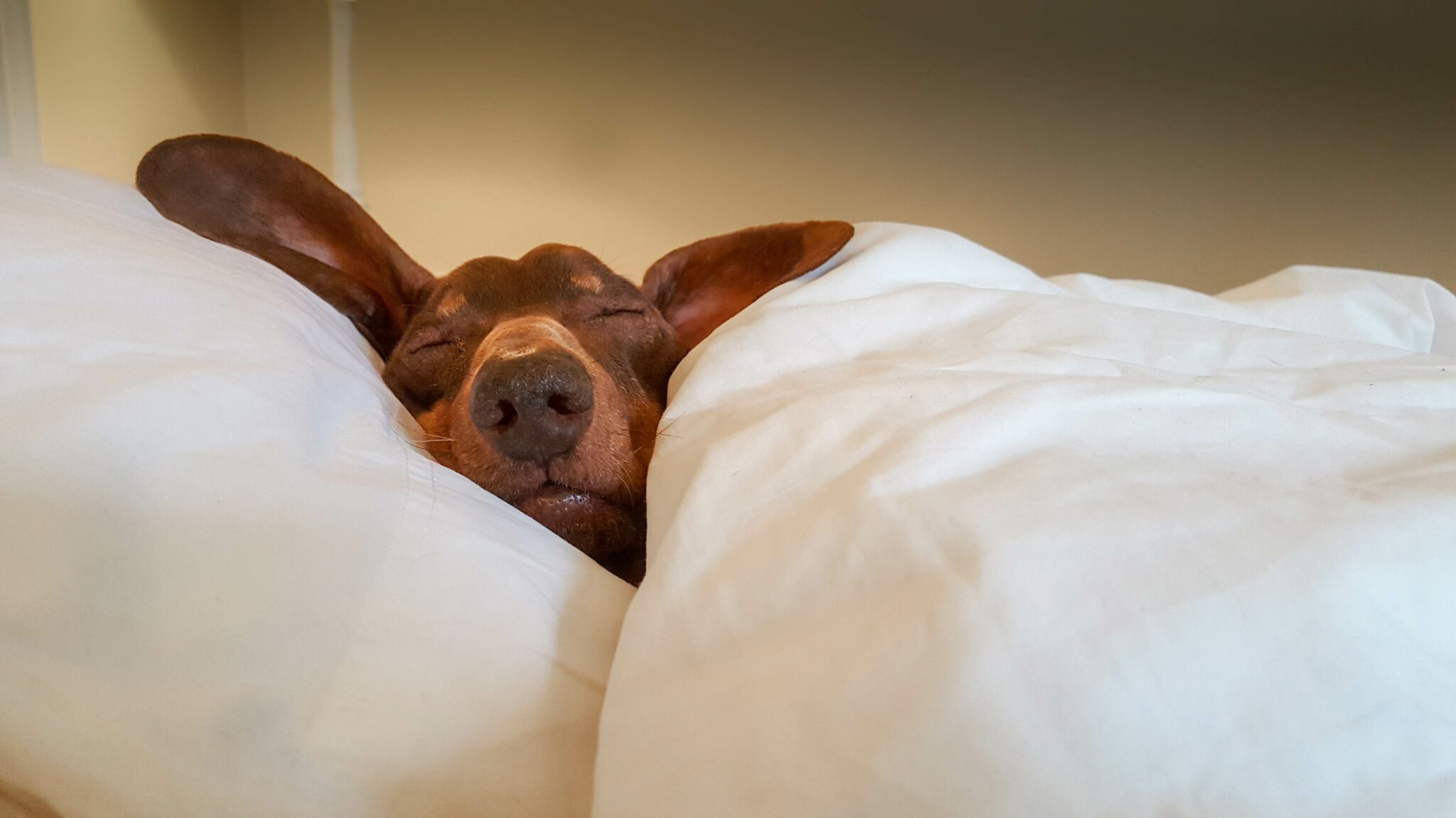 Medical Boarding for Pets in Ormond Beach, FL