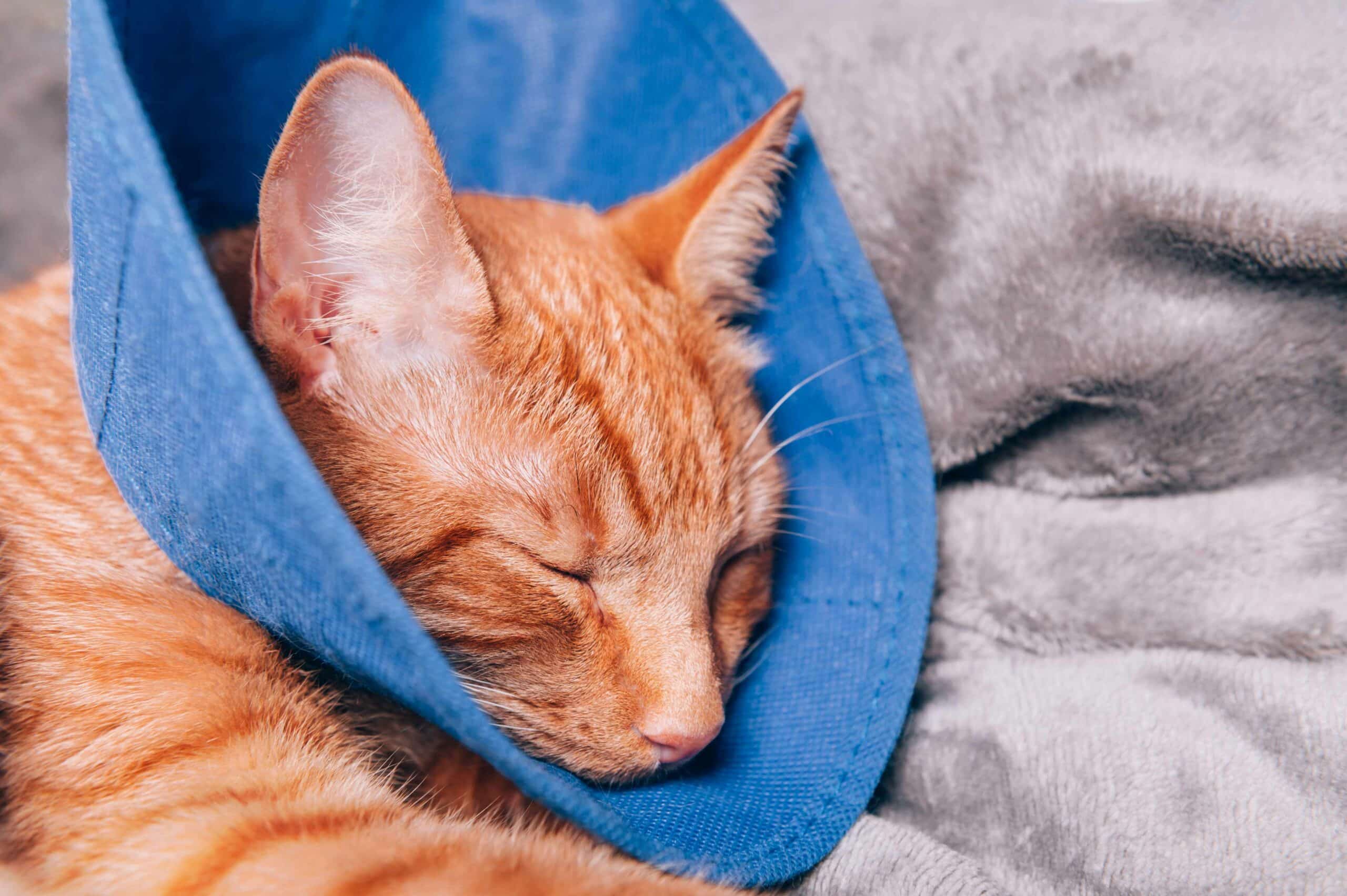 Pain Management & Post-Operative Care